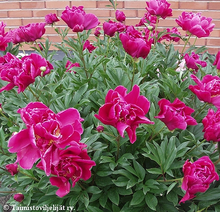 Paeonia lactiflora 'Adolphe Rousseau', kiinanpioni